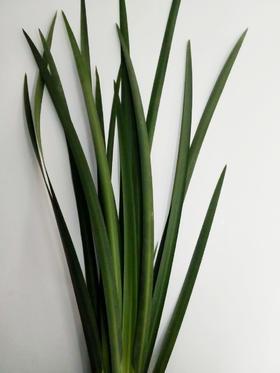 叶材花边龙文兰