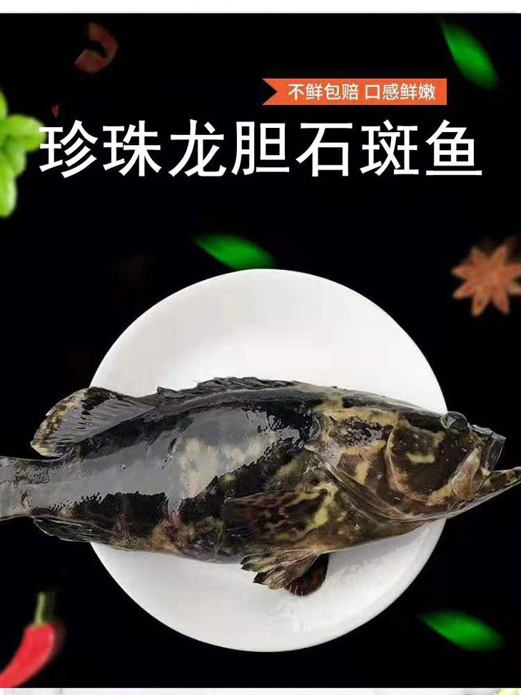 珍珠龙胆石斑鱼深海活鱼急冻每条116斤帮杀好妈鲜乐海鲜基地直供