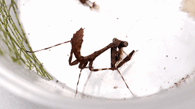 ht幽灵螳螂45l个体