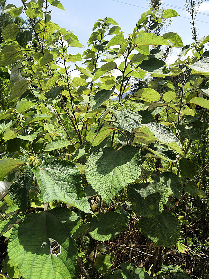 这就是漫山遍野野生的苎麻和构树,实乃当地得天独厚的养猪食材.