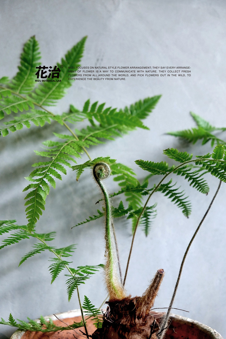 cibotium barometz 金毛蕨-珍稀品种亿年蕨类植物