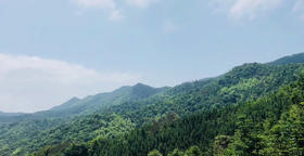  探访至德红野生茶基地 