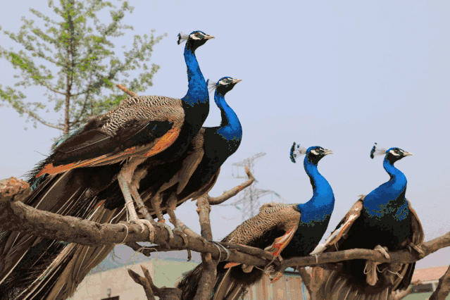 游客休闲玩乐的区域 首先映入眼帘的便是鸟类的天堂 孔雀,鸳鸯,黑天鹅