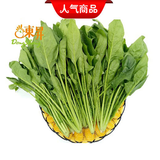 东升农场菠菜苗300g华东专区蔬菜新鲜配送