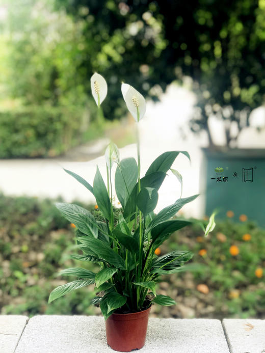 家庭绿植||美酒白掌