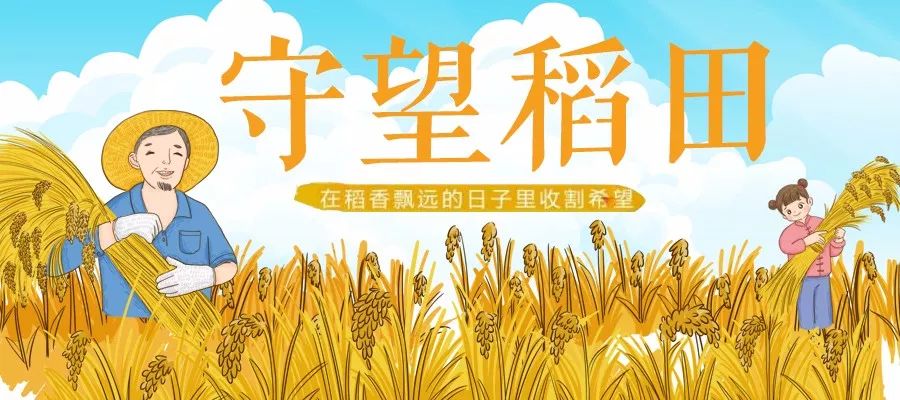 11海归子女五年级包团| 割稻子,打稻穗,做稻草人