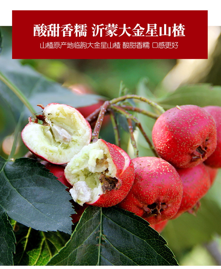 新鲜沂蒙山楂果大山楂当季水果山里红冰糖葫芦5斤装