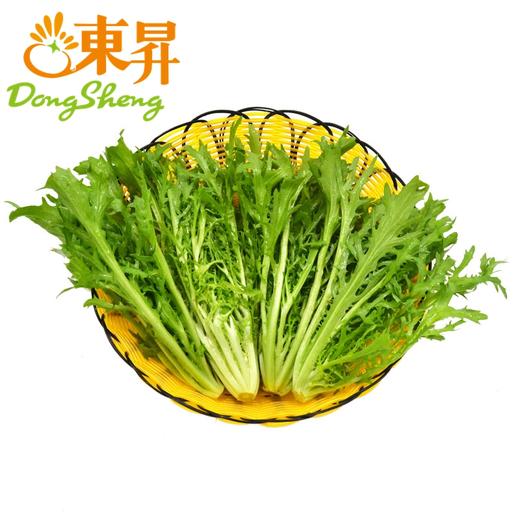 东升农场九芽生菜苦菊苦叶生菜广州蔬菜新鲜配送300g