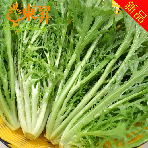 东升农场九芽生菜苦菊苦叶生菜广州蔬菜新鲜配送300g