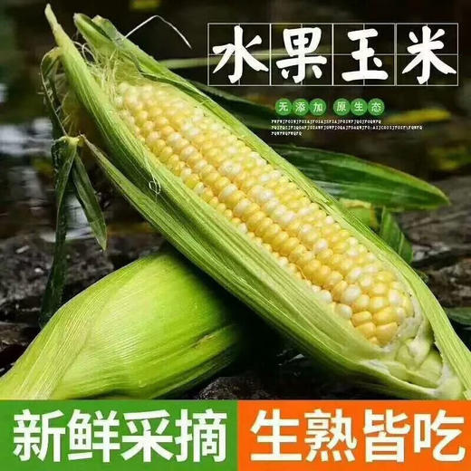 云南特产水果玉米5斤9斤甜玉米生熟玉米生玉米产地直供