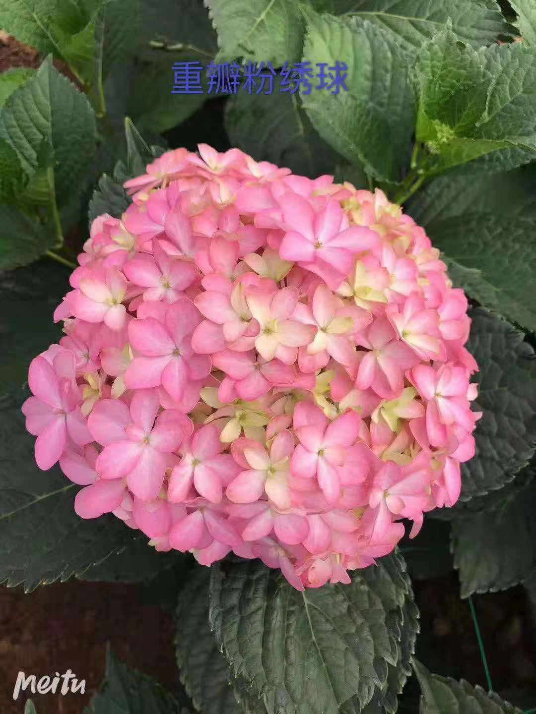 粉色蝴蝶重瓣绣球高品质拼团错后等明年