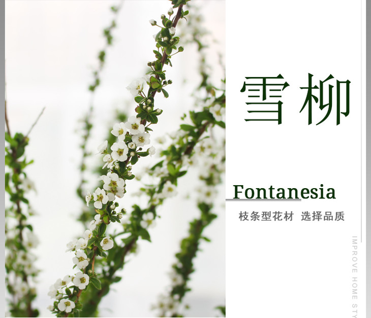 【雪柳】垂感枝条,自带高级感,花期超长,可做落地鲜花