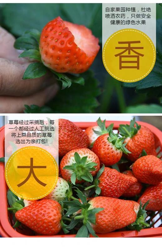 章姬奶油草莓 果园限量供应 (3.5斤装)