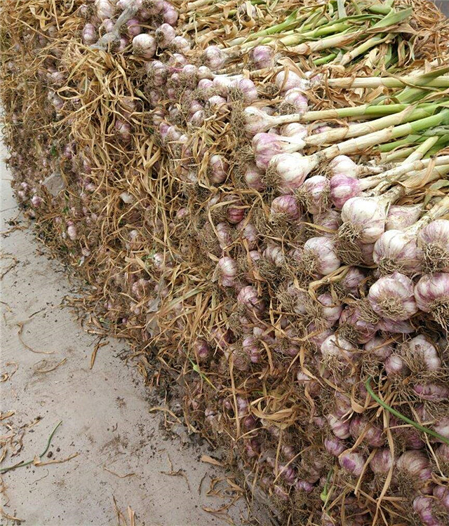 「自营」苍山大蒜(腊八蒜原材推荐)