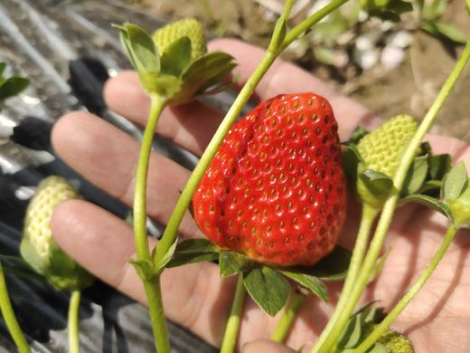 大凉山德昌冬草莓黔莓天然种植新鲜酸甜产地直发