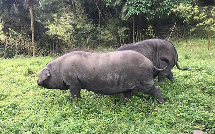 预售| 雅南黑猪农家腊肉 香肠预售 内部团购 提前下单 限公司自提