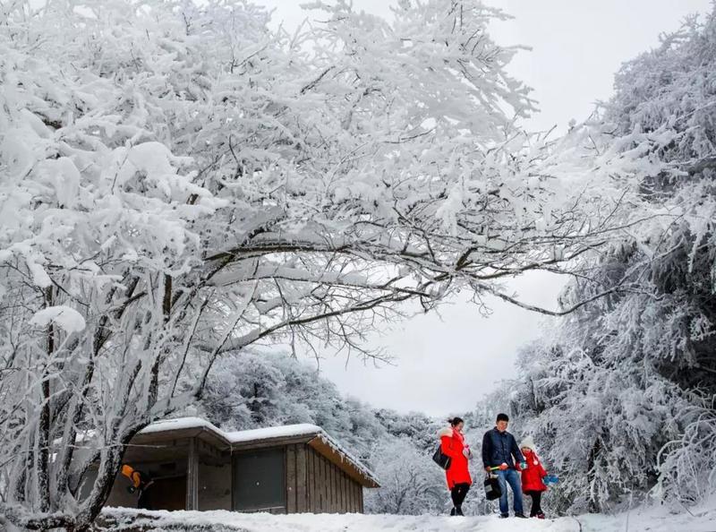 想要在南方摸到雪,看雪景 洋洋洒洒的雪花将金佛山北坡妆点成冰雪世界