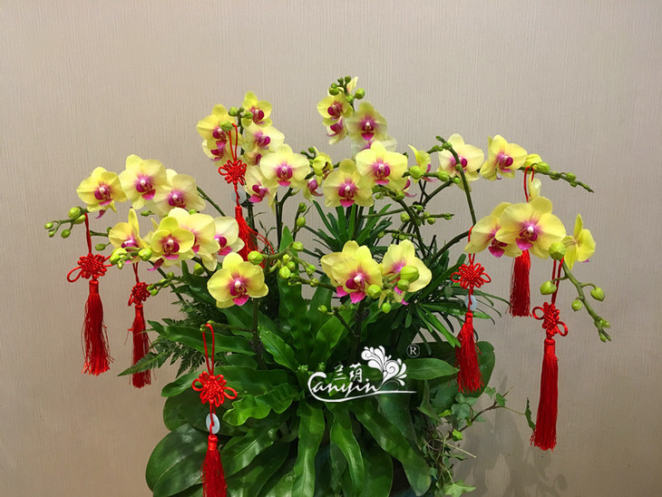 新年活动-金玉满堂蝴蝶兰组合盆栽