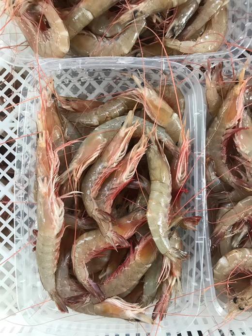 小兰甄选野生沙卢虾250克盒浅海海水虾壳薄肉嫩味甜顺丰冷链坏单包赔