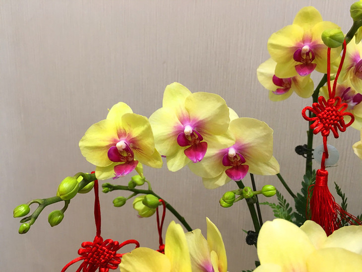 新年活动-金玉满堂蝴蝶兰组合盆栽 - 兰荫鲜花创艺馆
