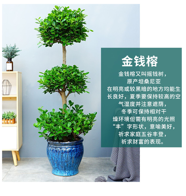 三层金钱榕树