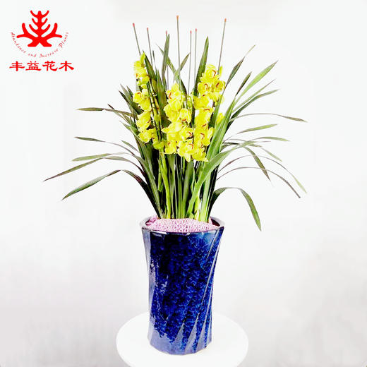 大花蕙兰黄金岁月