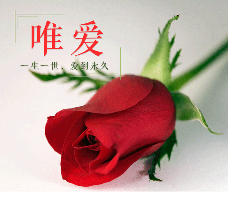 唯爱玫瑰礼盒onlyloverose