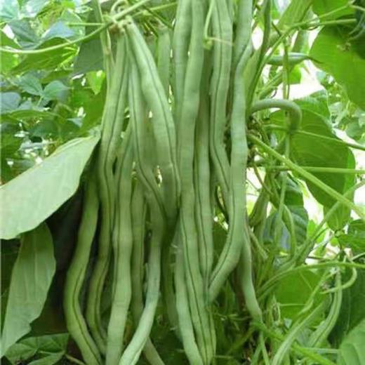 东北架豆王豆角 新鲜蔬菜豆角 现摘无筋芸豆鲜嫩长白豆角 5斤包邮