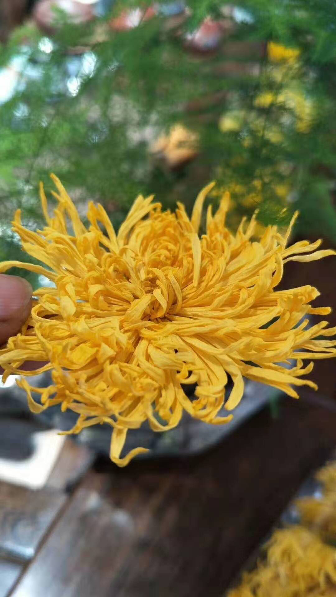 【72小时发货】金丝皇菊20朵/蓝田贡菊100g 一壶菊花茶 二两点心 岁月