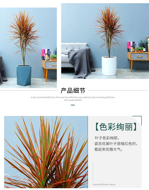 七彩铁
