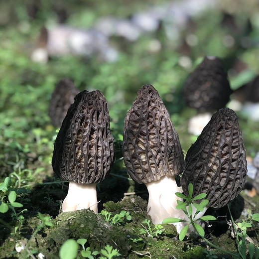 2020年新鲜羊肚菌新鲜500克包邮羊肚菌煲汤菌菇鲜羊肚菌特产