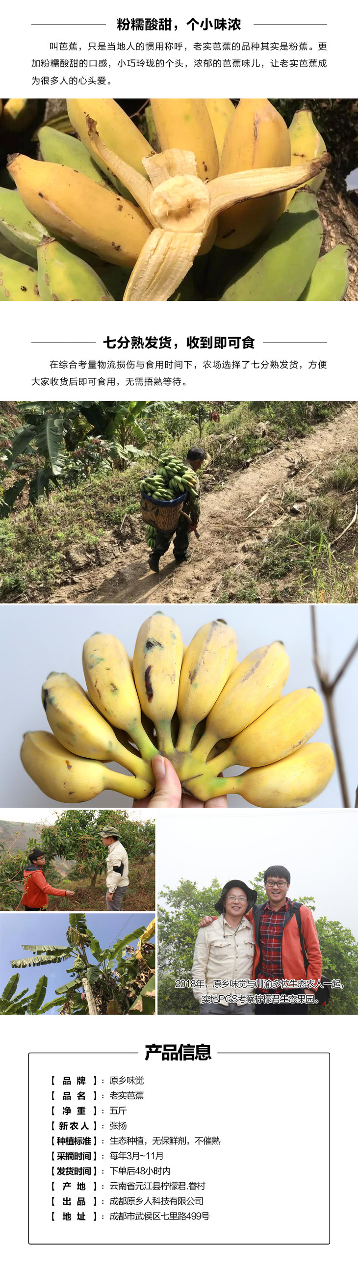 老实芭蕉云南元江深山种植生态管理粉糯酸甜捂熟发货收到即食