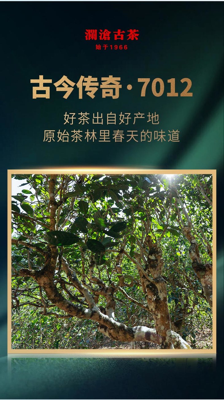 澜沧古茶古今传奇7012名山古树头春茶纯料普洱茶生茶250g金瓜12