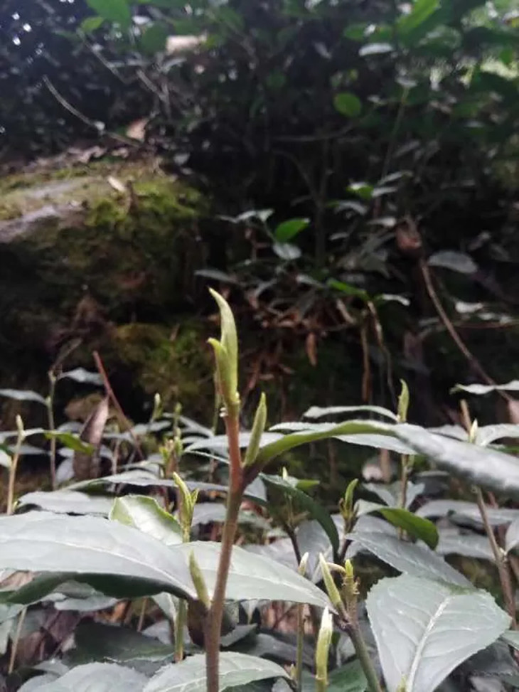 茶香记 蒙顶甘露 明前绿茶 十大名茶之一 万茶之母 绿茶