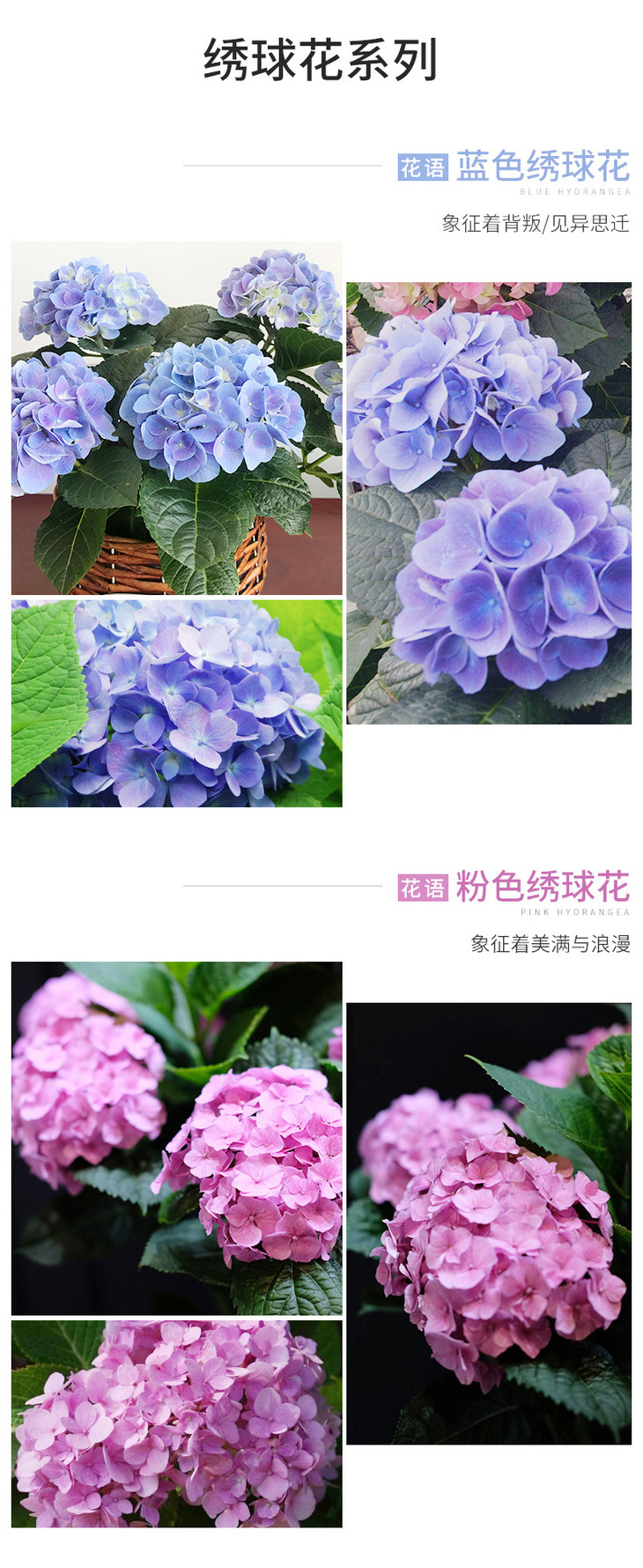 云南十大名花-云秀 盆栽绣球花