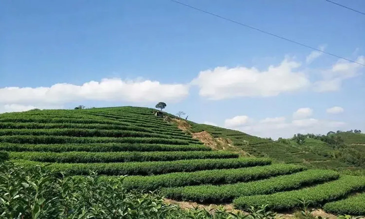 白茶的黄金产区,其位于「海上仙都」太姥山山脉西麓,那多半就是在磻溪