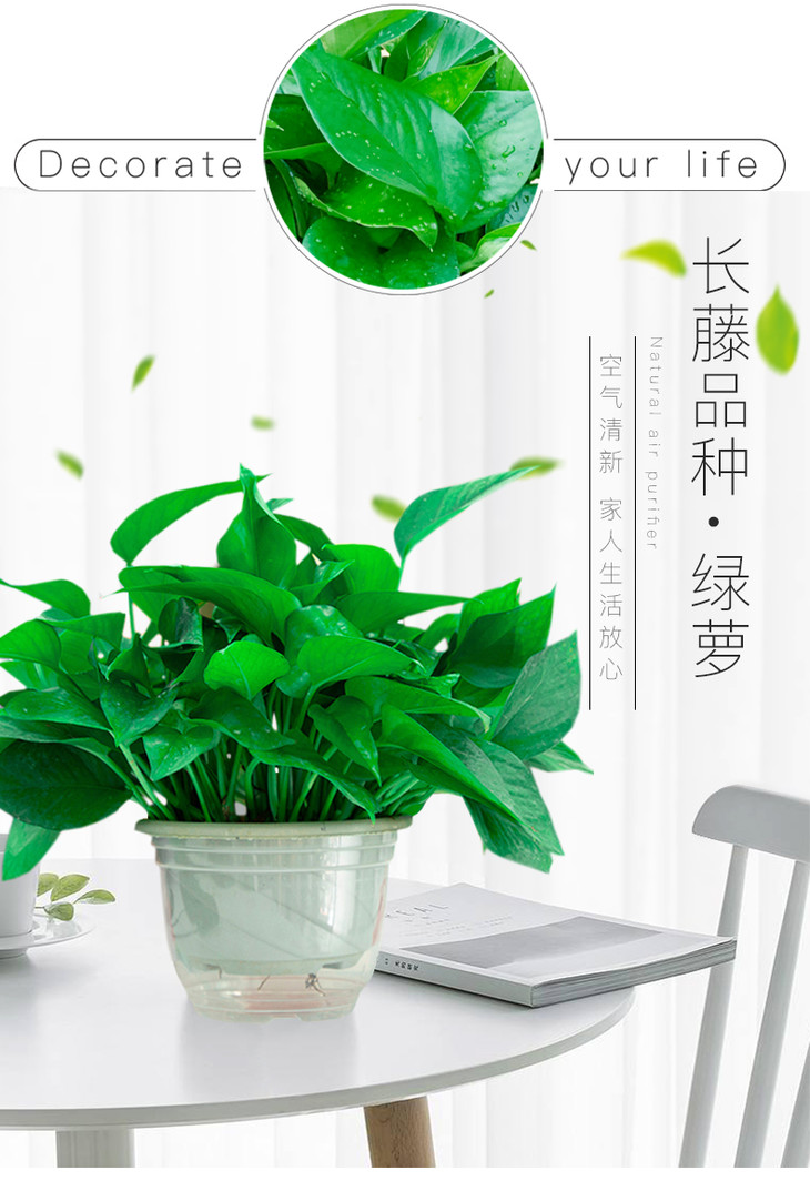 180白盆绿萝