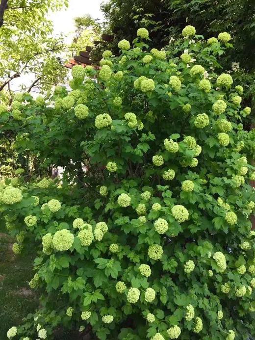 欧洲木绣球"玫瑰"50美植袋大苗带花苞花量大