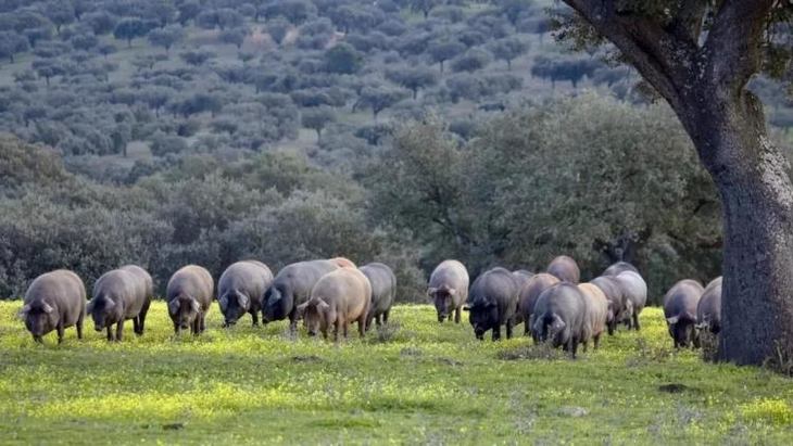 伊比利亚猪仅生长于西班牙西部伊比利亚半岛,是欧洲古生态系统唯一
