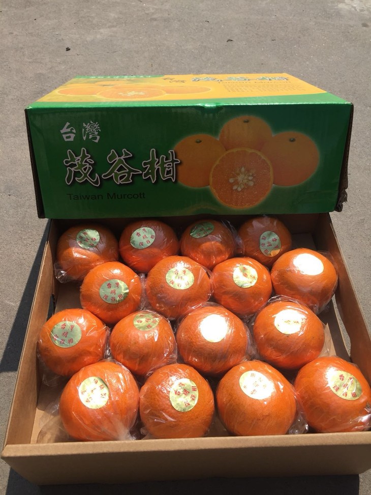 00运费先行赔付专属客服免费上门取退退货包运费品质保证台湾茂谷柑
