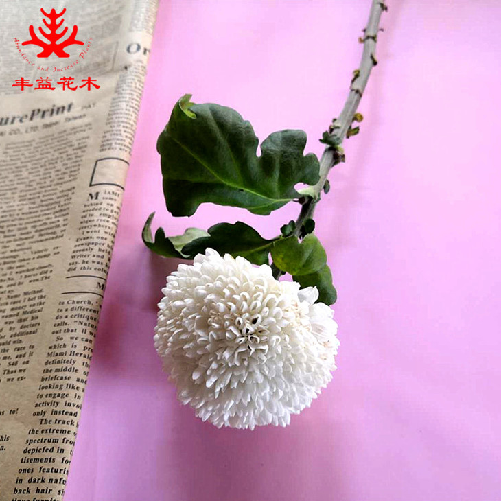 单枝白色乒乓菊
