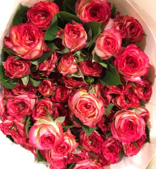 多头玫瑰爱丽丝黄瓣红边花型精致