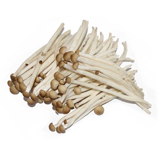 小茶菇