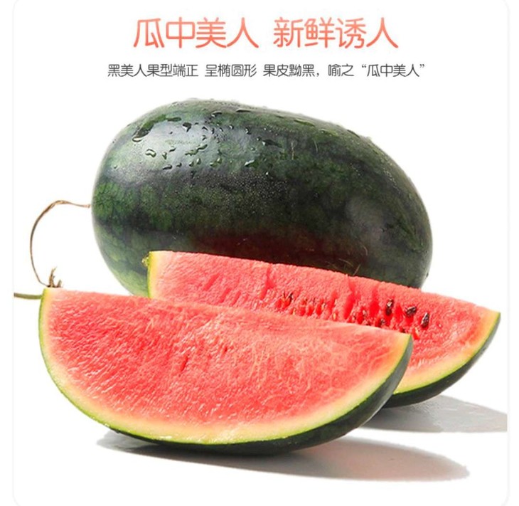 越南黑美人西瓜产地全年光照充足,气候温和,土壤肥沃,生长环境好