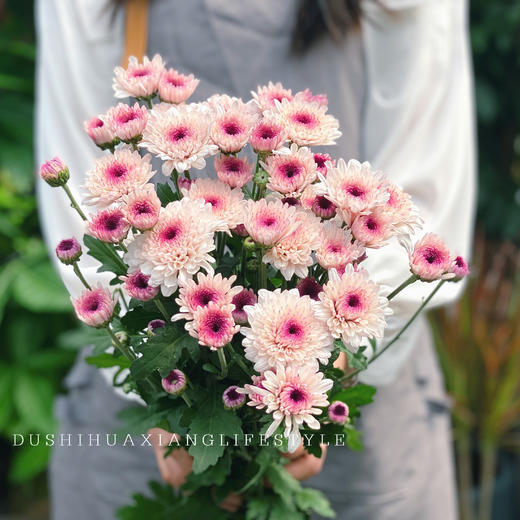 小雏菊鲜切花-1扎5枝一扎一色颜色随机或到店自选