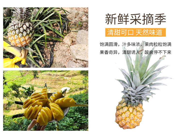 助农丨广东中山神湾菠萝丨7斤/箱丨仅限广东省内配送