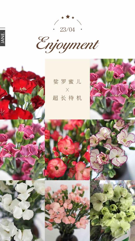强烈推荐|新鲜到货 |葛伊 浅粉色 超长待机 a级娑罗蜜儿多头蝴蝶康 10