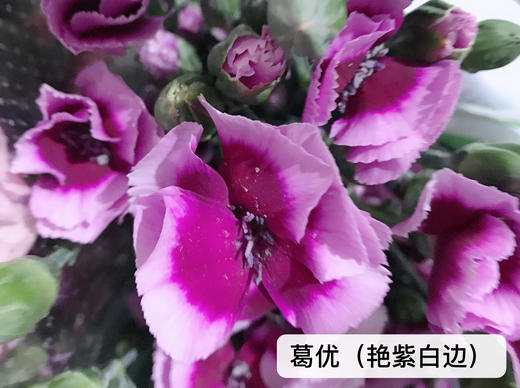 新鲜到货 a级娑罗蜜儿多头蝴蝶康 10支/扎限时抢购 花期无敌长 不怕热