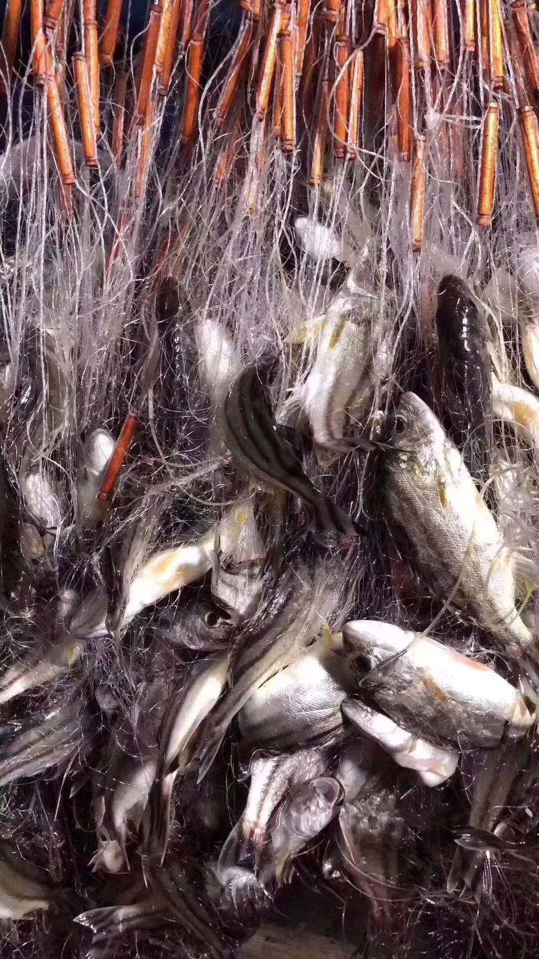 【野生三线鱼】也叫斑猪鱼,是潮汕地区著名的好鱼,营养价值高,当天现