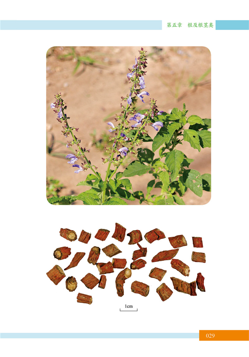 北京中草药识别手册21.jpg